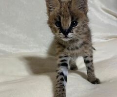 Disponibili cuccioli di serval - 3/4