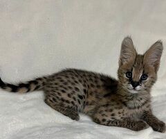 Disponibili cuccioli di serval - 4/4