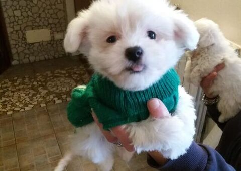 Maltipoo nano maschietto