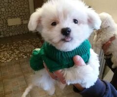 Maltipoo nano maschietto