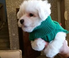 Maltipoo nano maschietto - 2/3