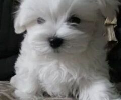 Maltipoo nano maschietto - 3/3