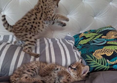 Serval eccezionale: l'eleganza