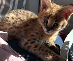 Serval eccezionale: l'eleganza - 2/4