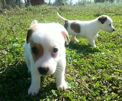Jack Russell femminucce - 4/4