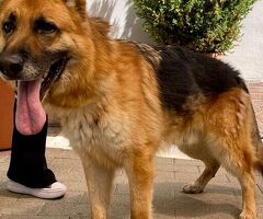  cane pastore tedesco - 4/4