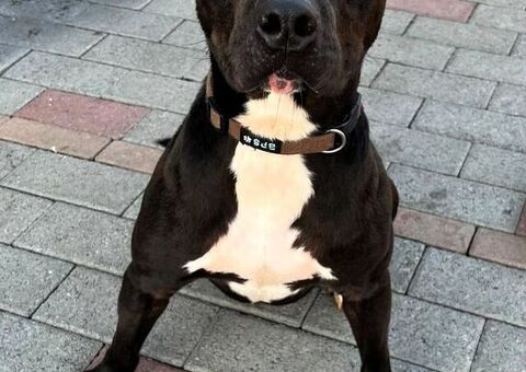  CANE METICCIO