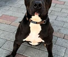  CANE METICCIO - 1/4
