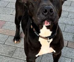  CANE METICCIO - 2/4