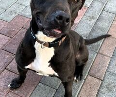  CANE METICCIO - 4/4